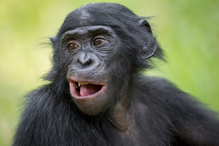 Chimps Kill, Mutilate and Cannibalize Member of Own Group